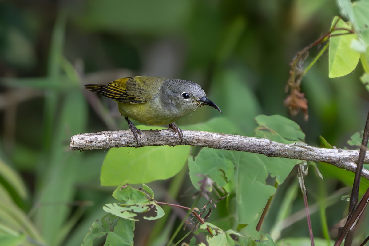 Mrs. Gould's Sunbird - ML639079693