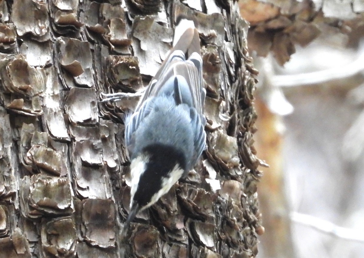 White-breasted Nuthatch - ML639079741