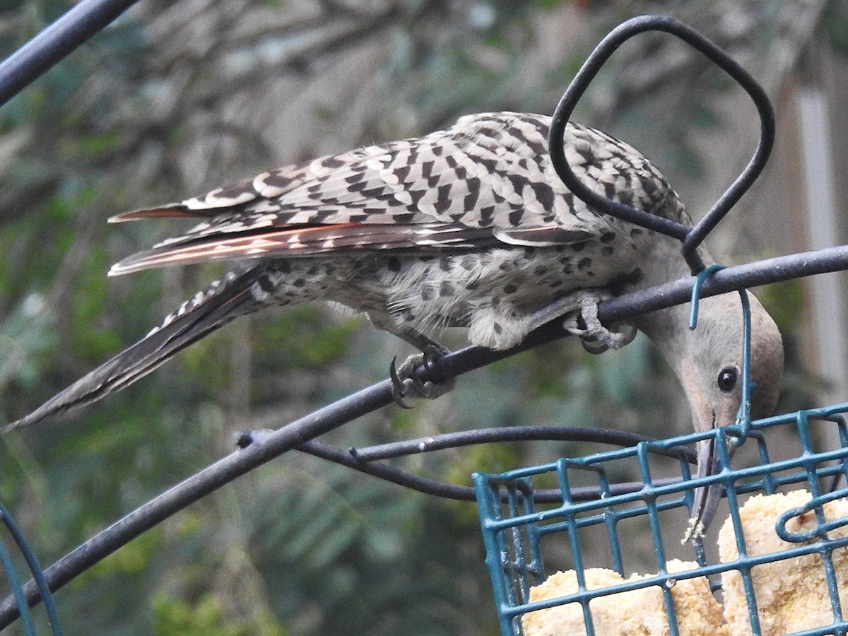 Northern Flicker (Red-shafted) - ML639079749