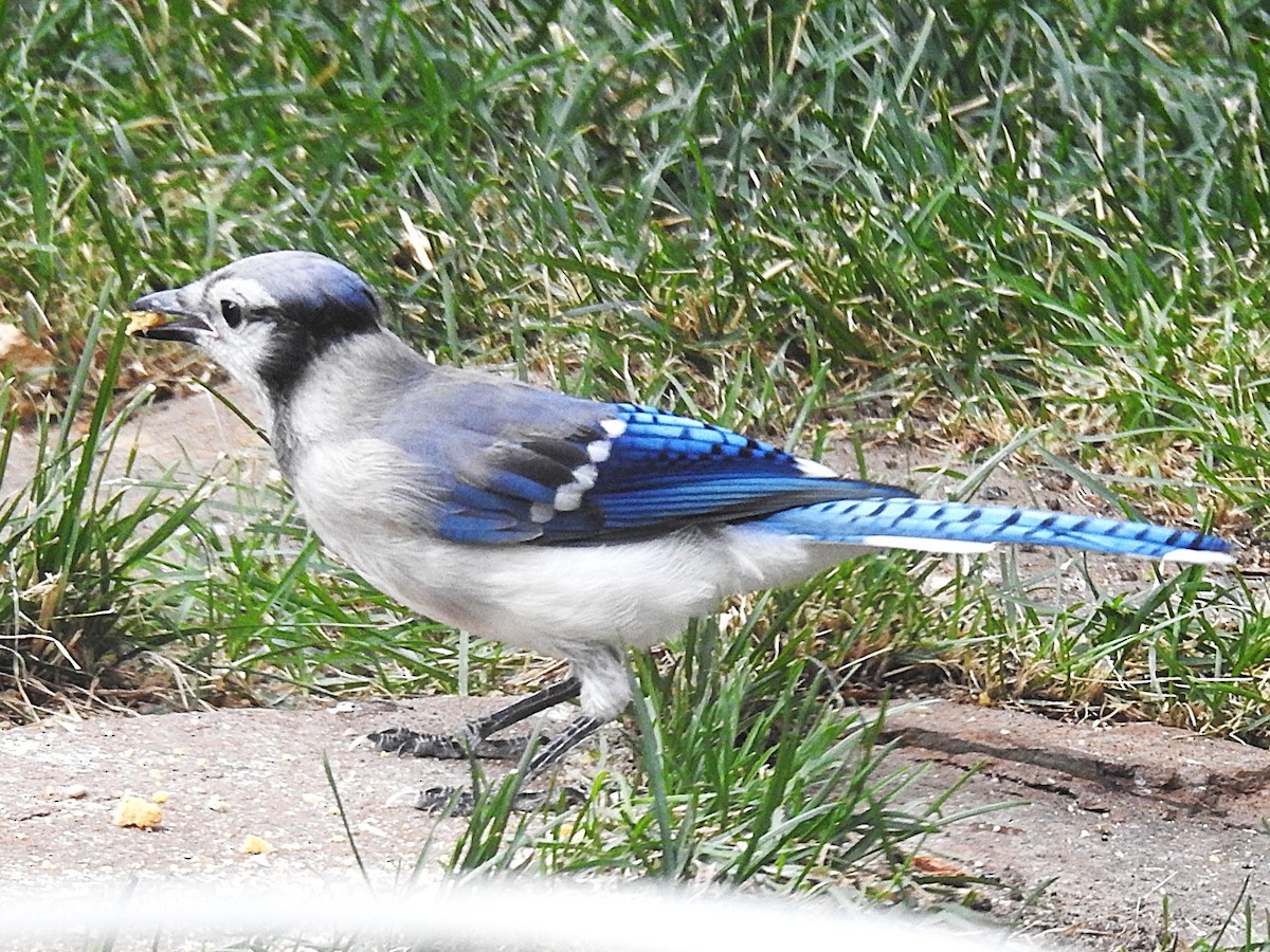 Blue Jay - ML639079760
