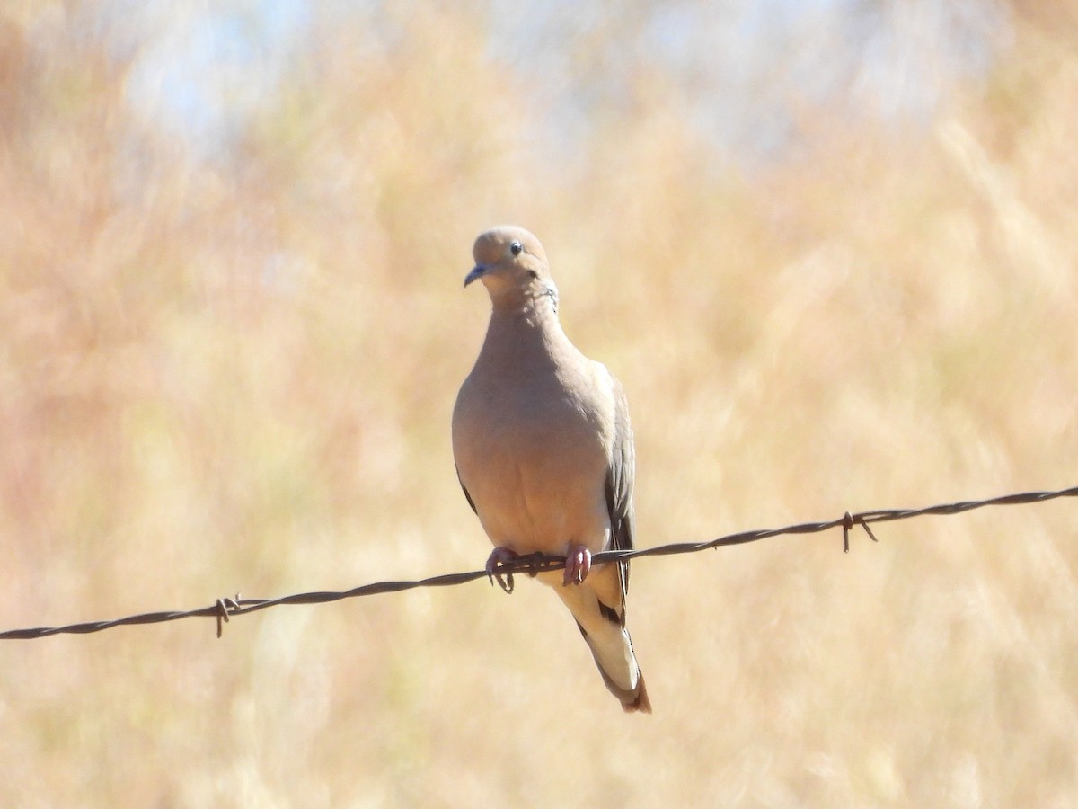 Mourning Dove - ML639079766