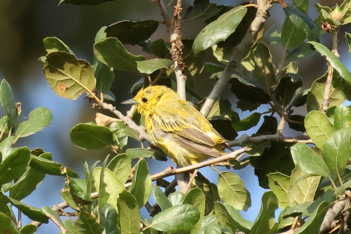 Yellow Warbler - ML639079770