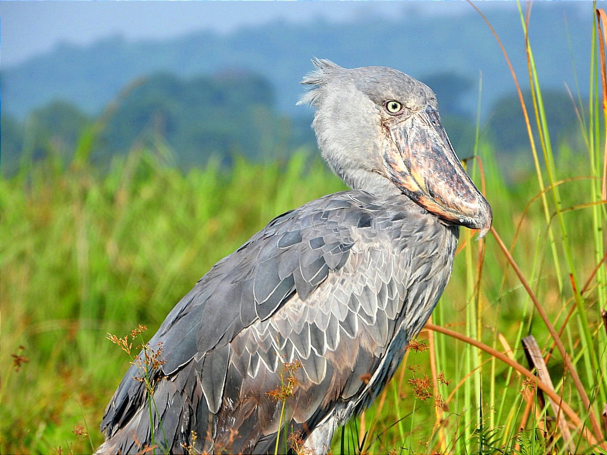 Shoebill - ML639079821