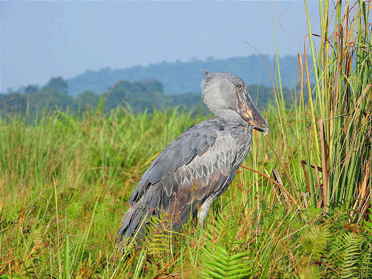 Shoebill - ML639079824