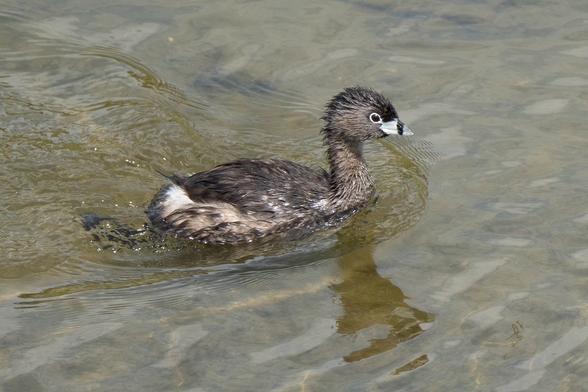 Pied-billed Grebe - ML639079831