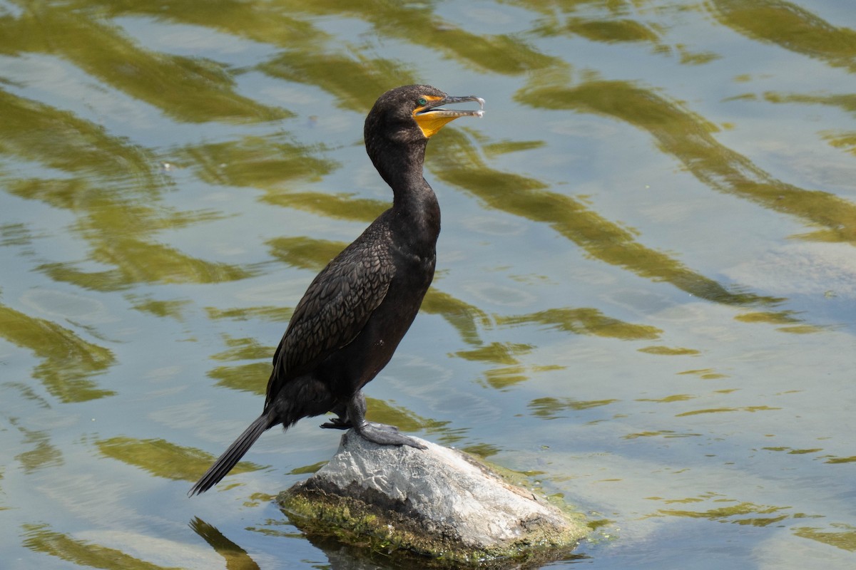 Double-crested Cormorant - ML639079834
