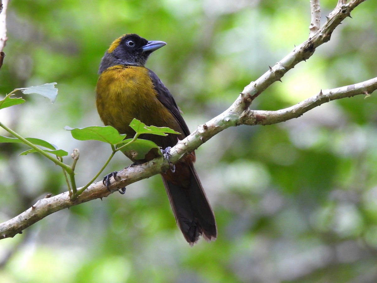 Dusky-faced Tanager - ML639079835