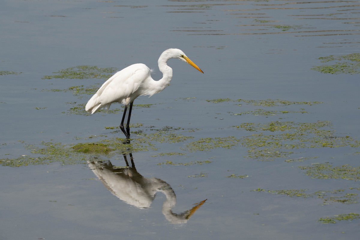 Great Egret - ML639079837