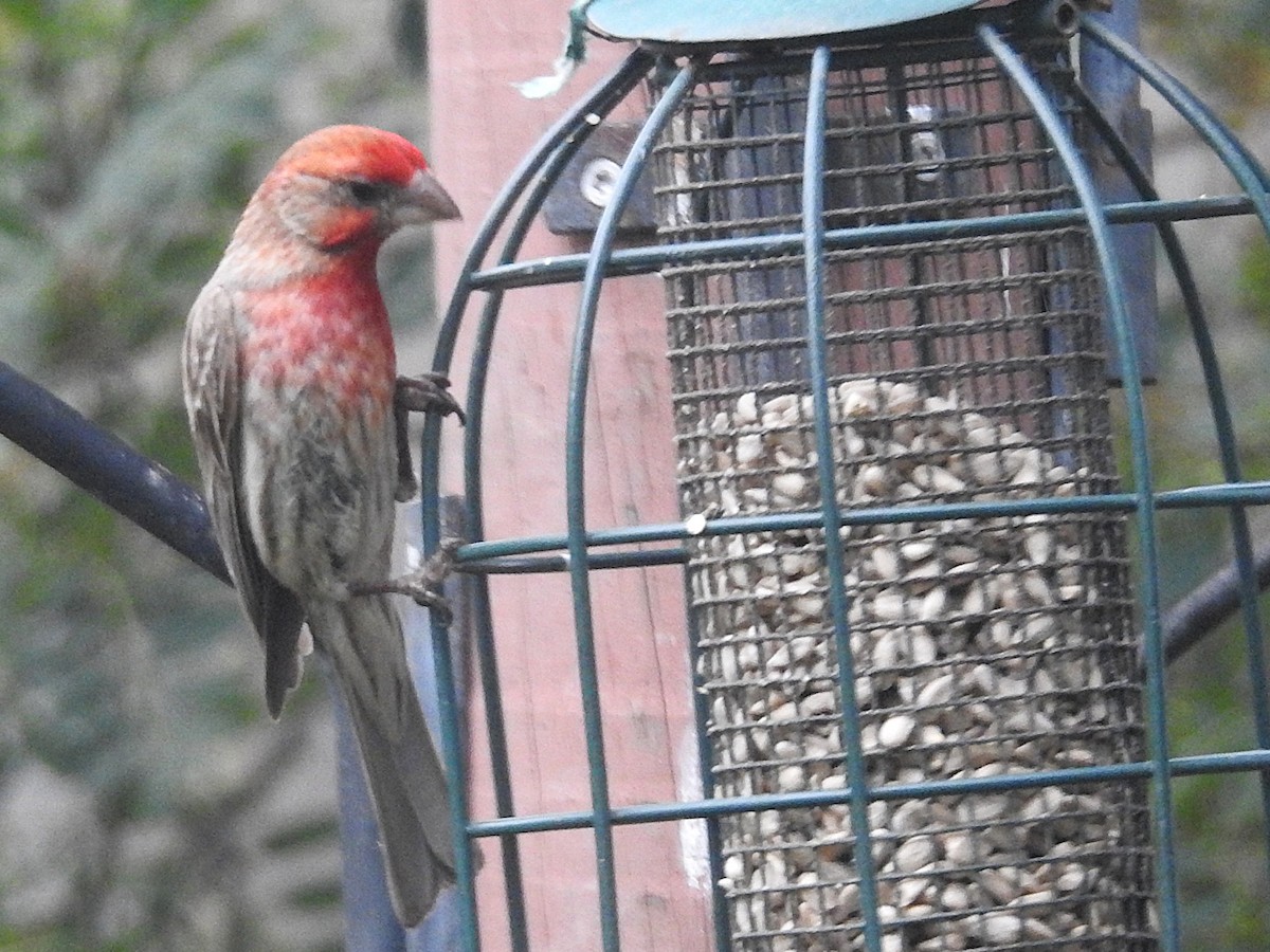 House Finch - ML639079838