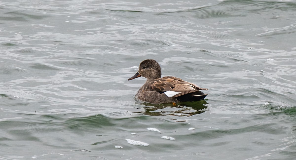 Gadwall - ML639079840