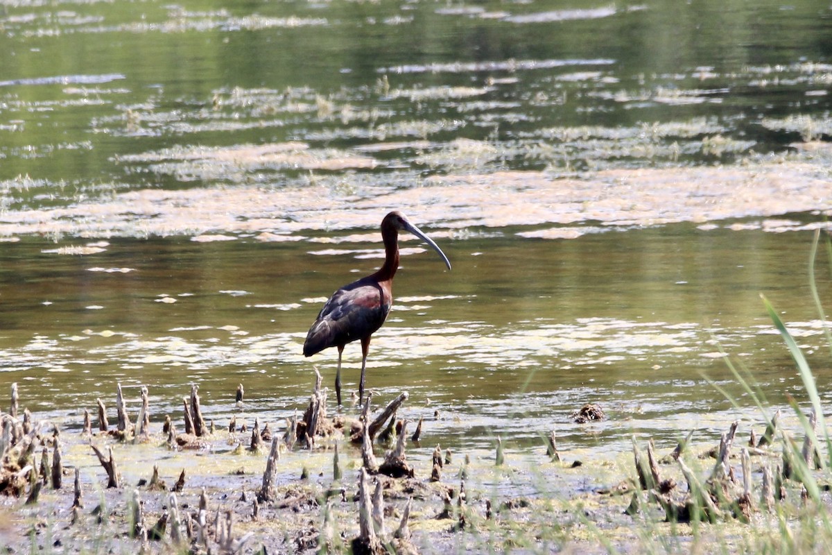 White-faced Ibis - ML639079841