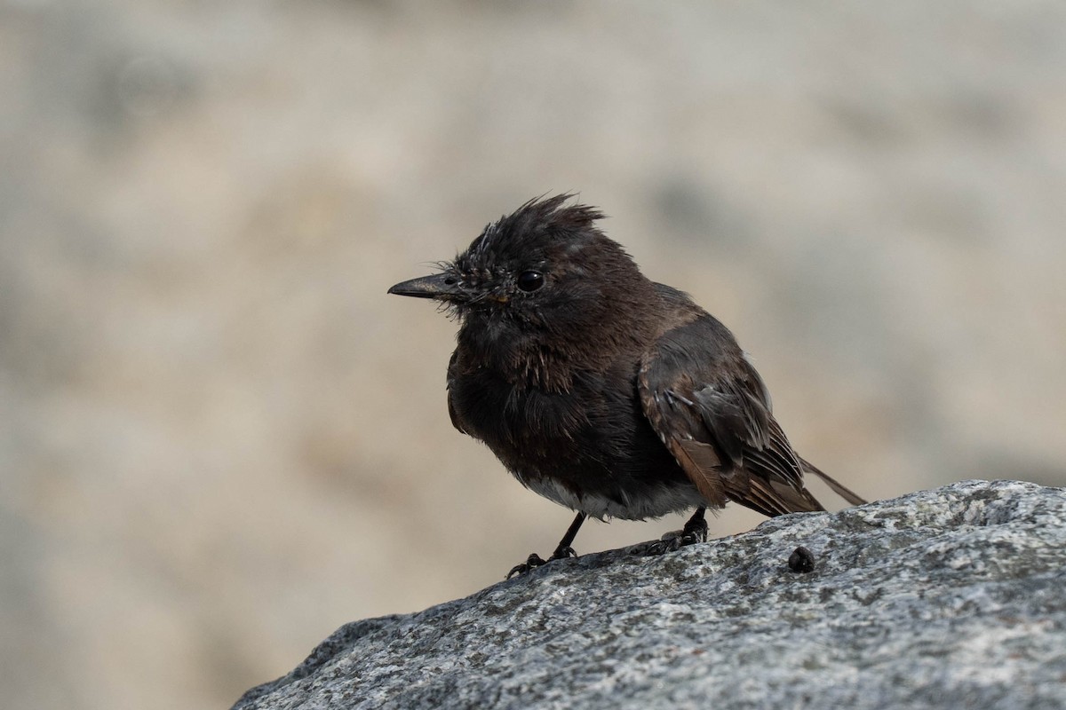 Black Phoebe - ML639079842