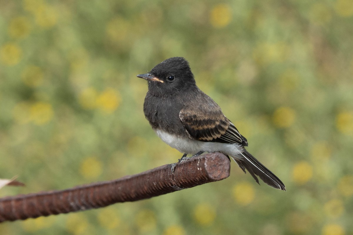 Black Phoebe - ML639079843
