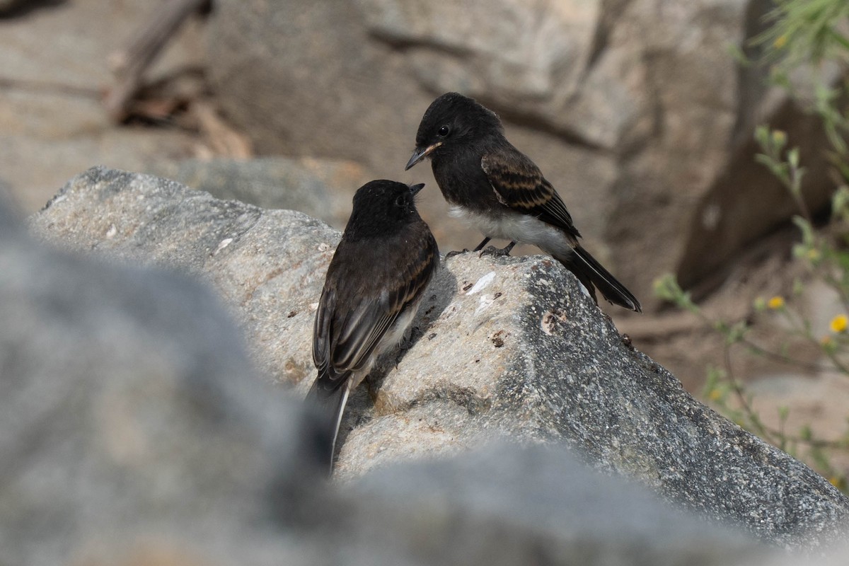 Black Phoebe - ML639079844