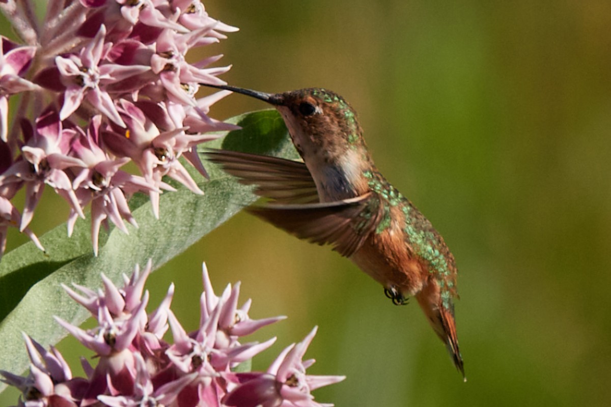 Rufous Hummingbird - ML639079848