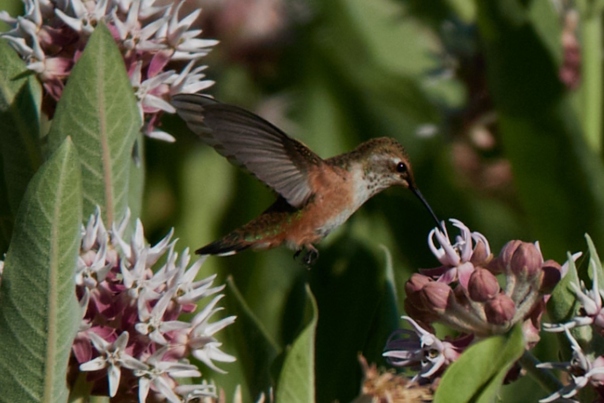 Rufous Hummingbird - ML639079855