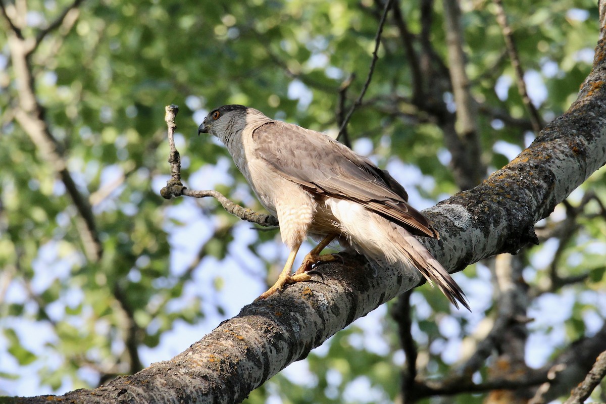 Cooper's Hawk - ML639079857
