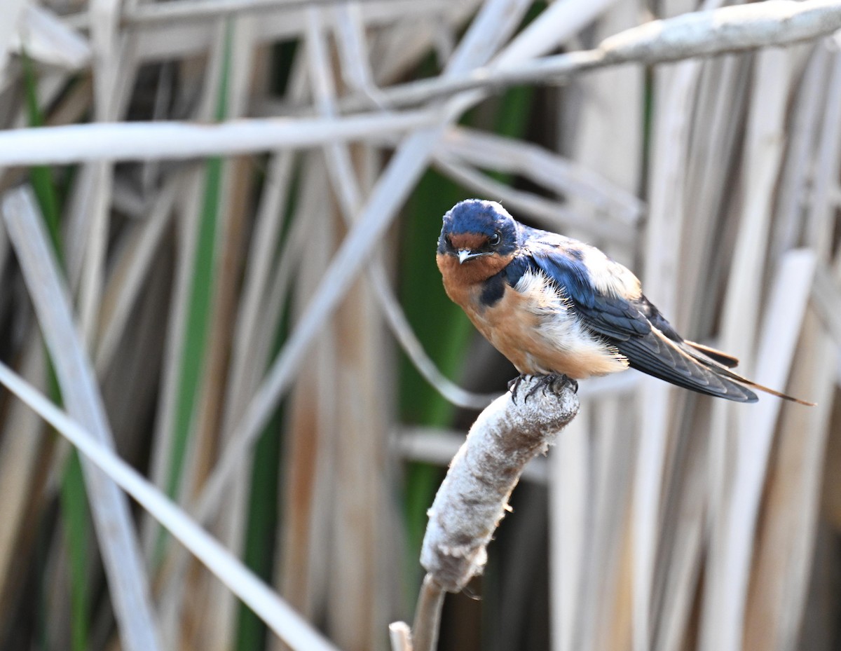 Barn Swallow - ML639079861