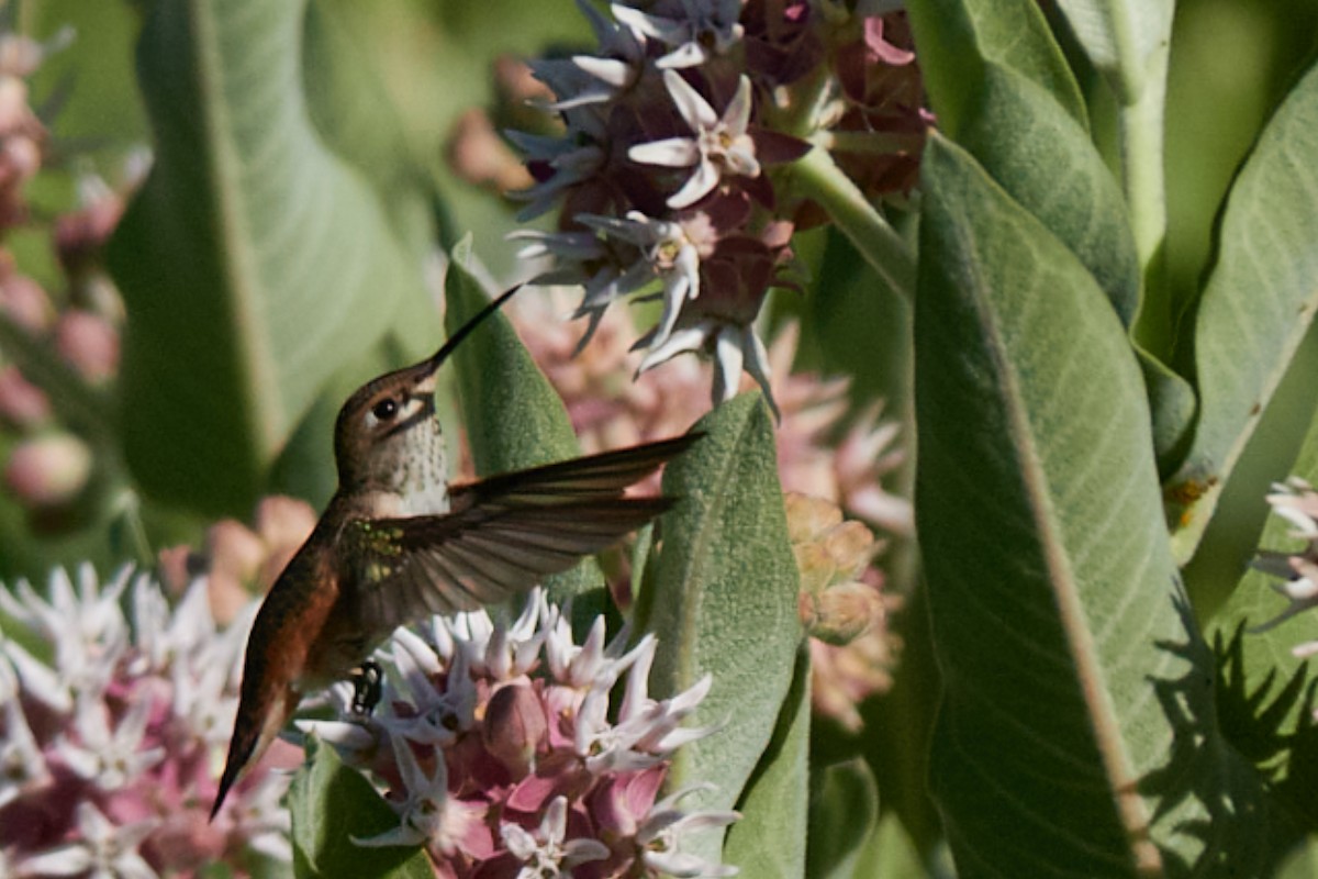 Rufous Hummingbird - ML639079864