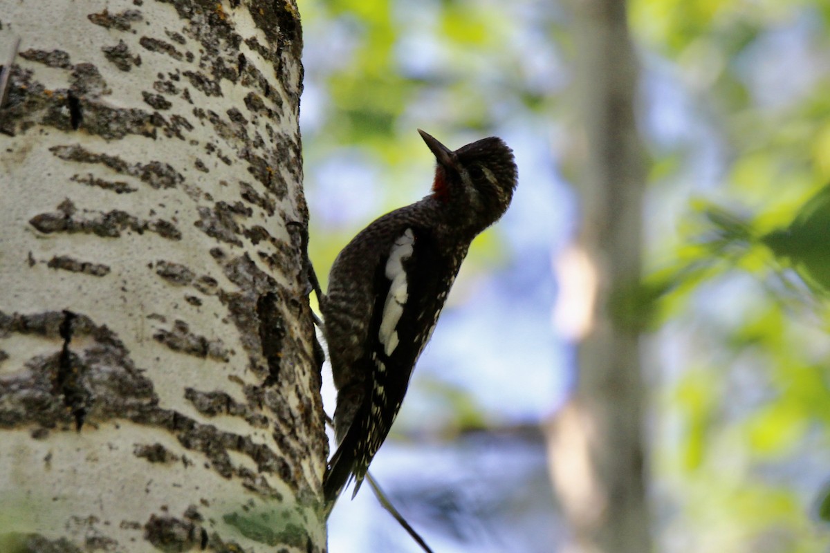 Yellow-bellied Sapsucker - ML639079867