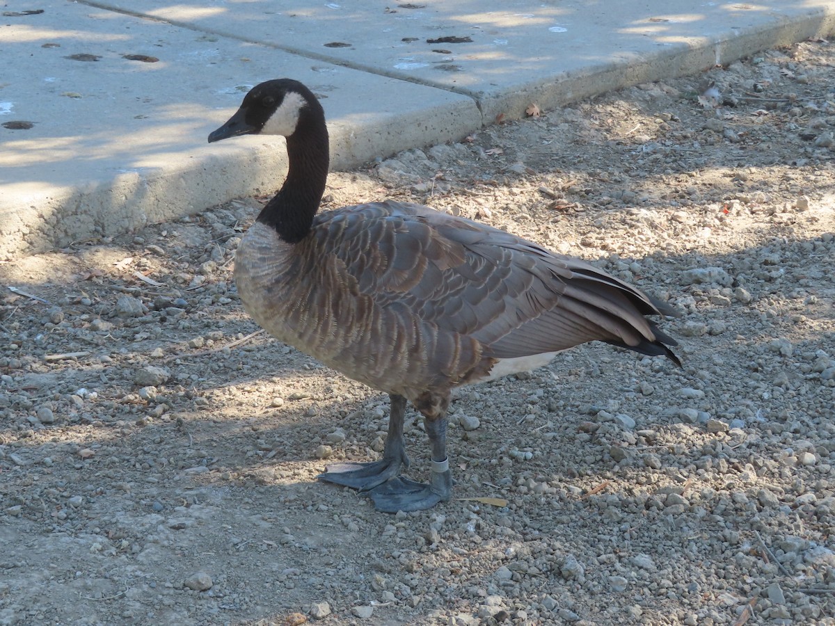 Canada Goose - ML639079870