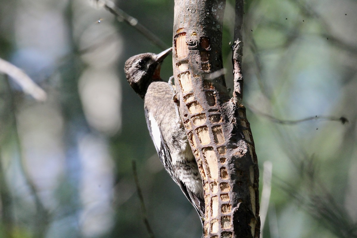 Yellow-bellied Sapsucker - ML639079871