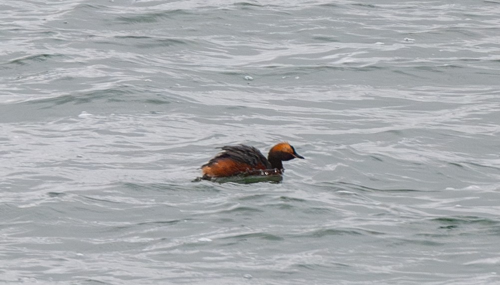 Horned Grebe - ML639079873