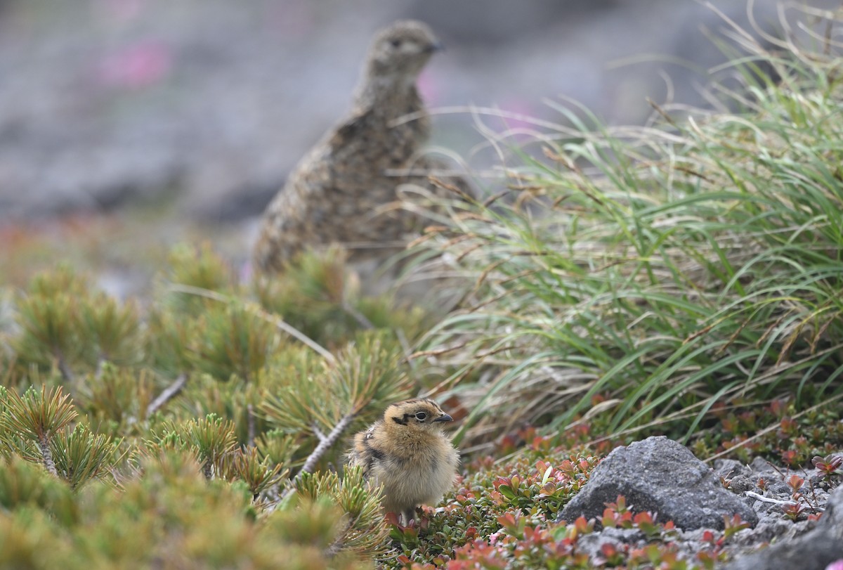 Rock Ptarmigan - ML639079878