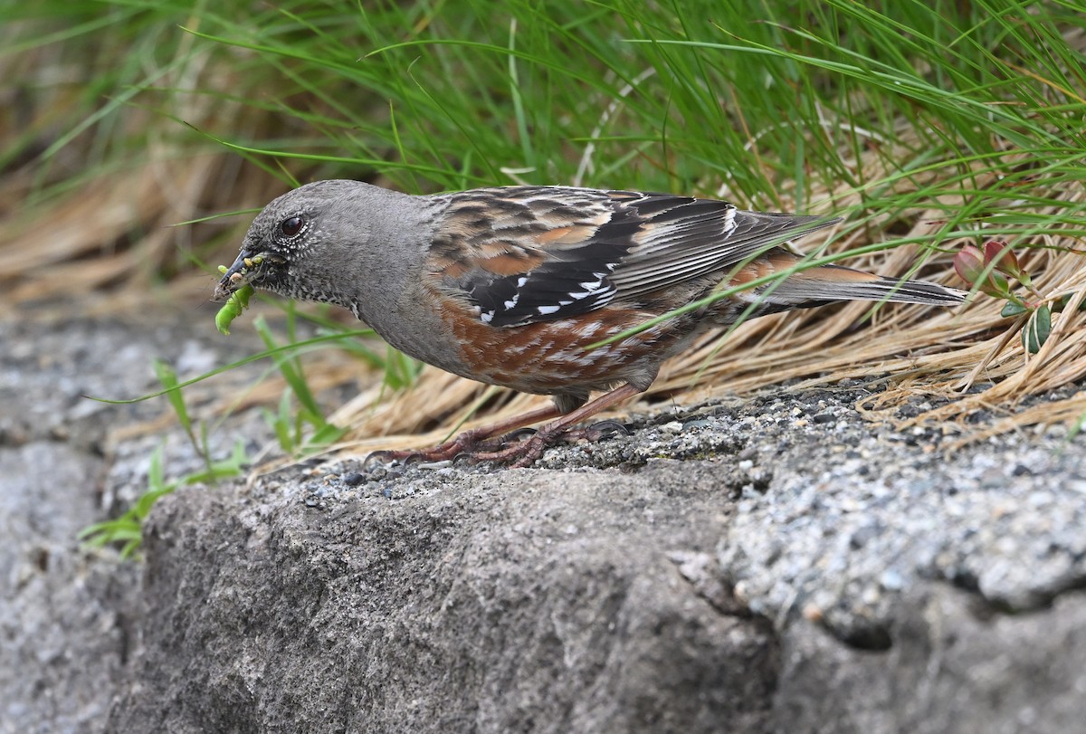 Alpine Accentor - ML639079893