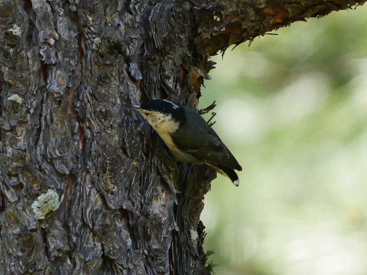White-breasted Nuthatch - ML639079966