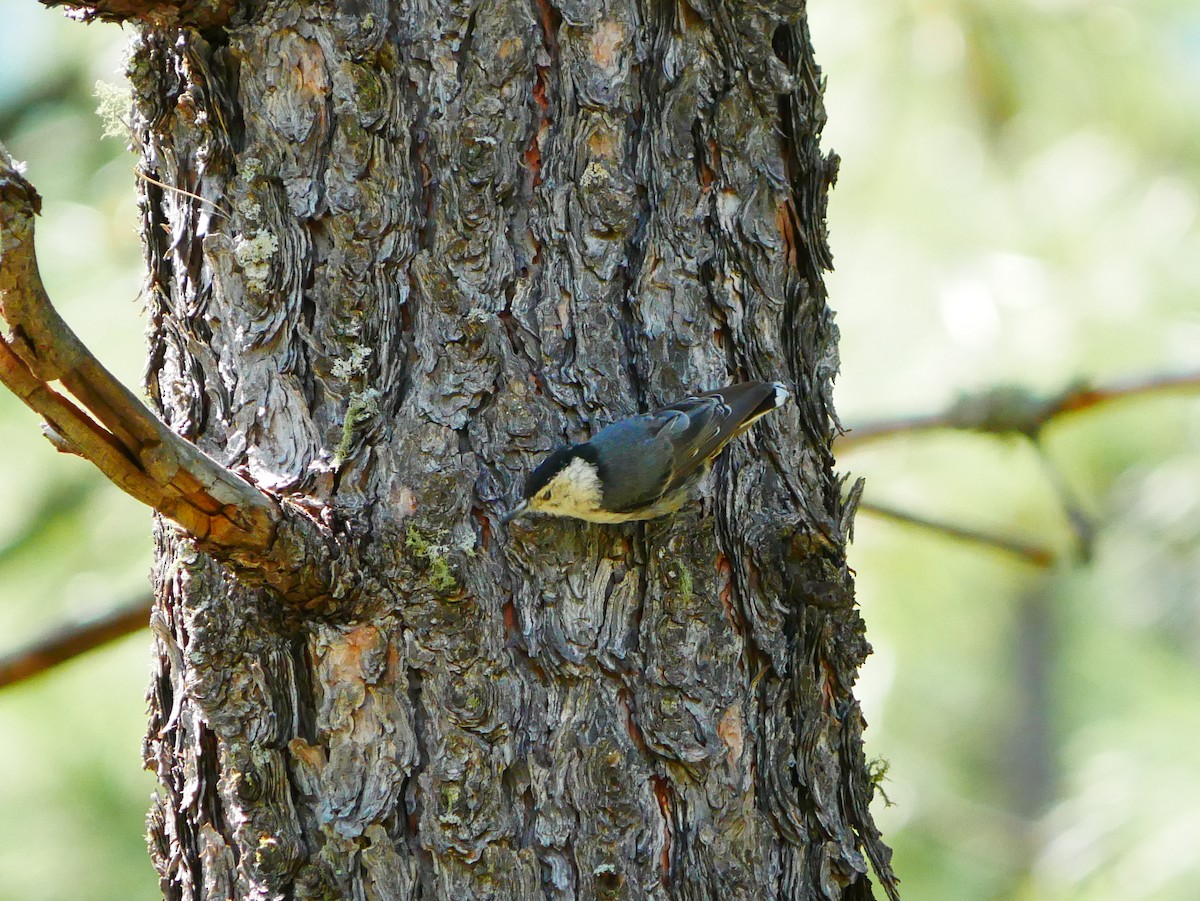White-breasted Nuthatch - ML639079968