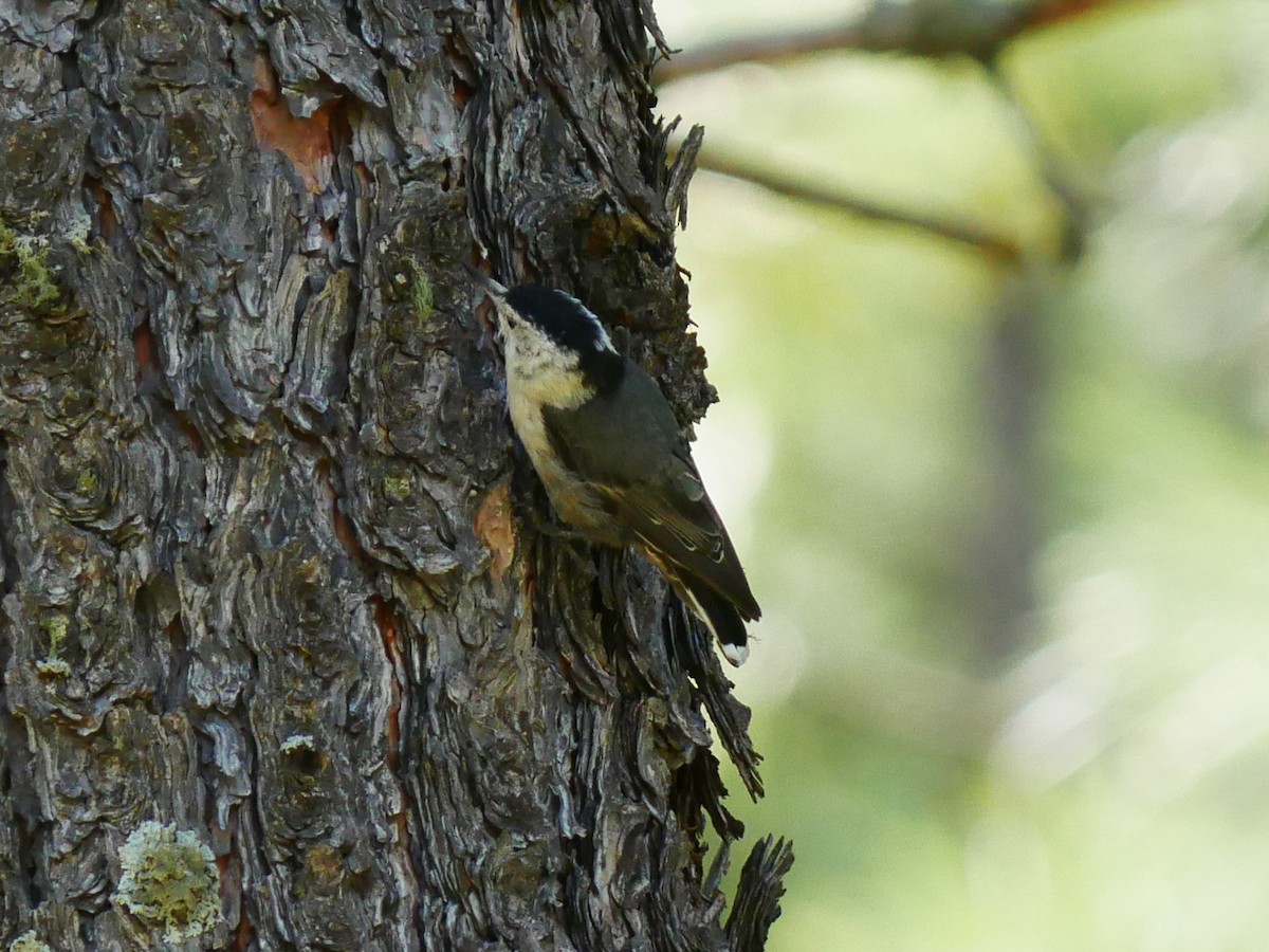 White-breasted Nuthatch - ML639079969