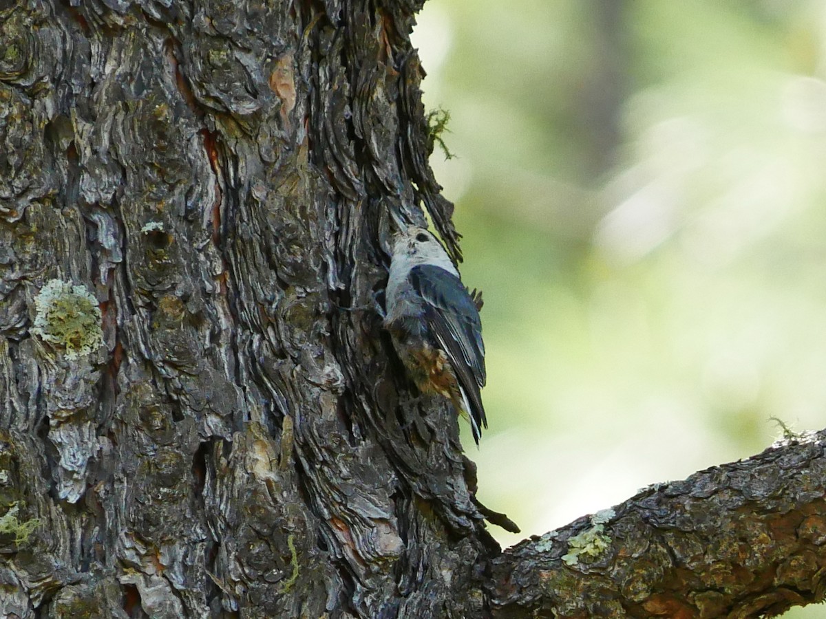 White-breasted Nuthatch - ML639079970