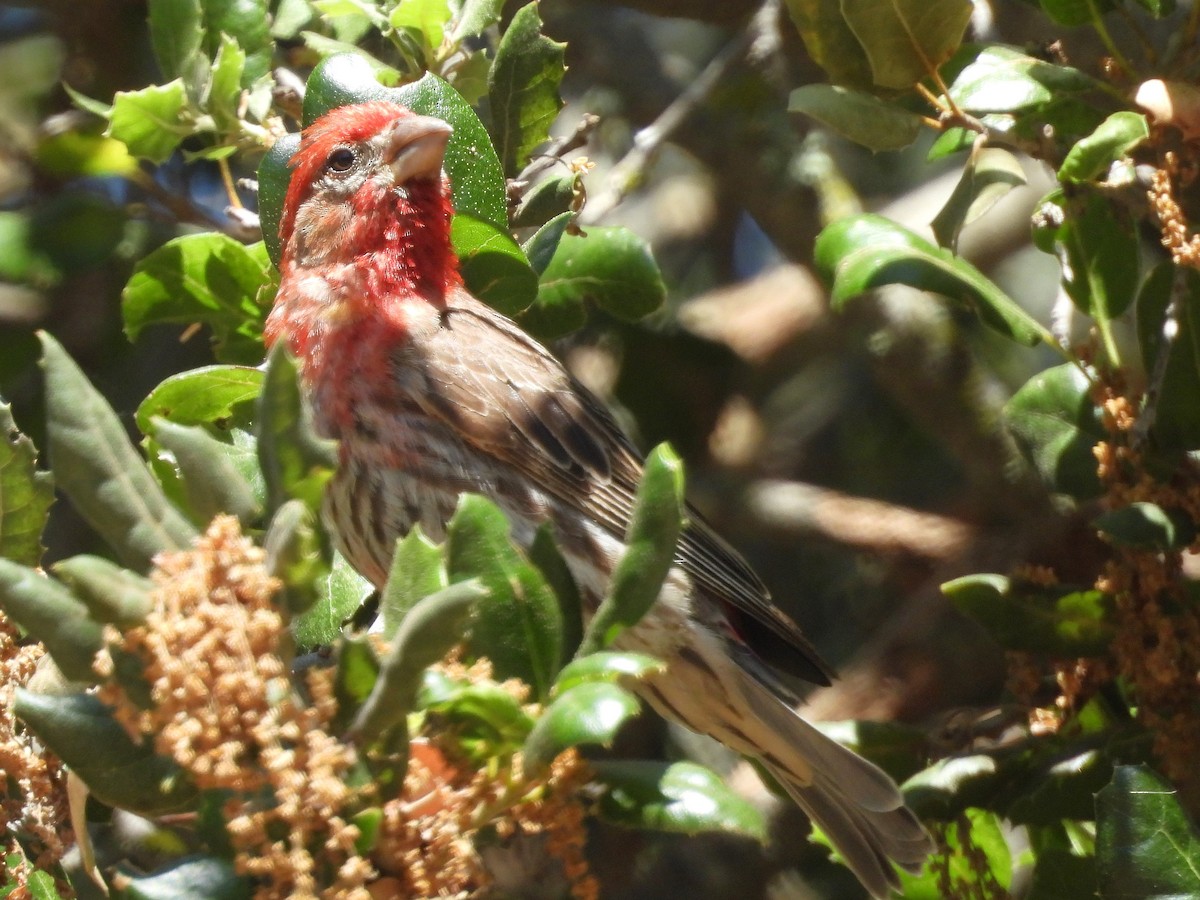 House Finch - ML639079974