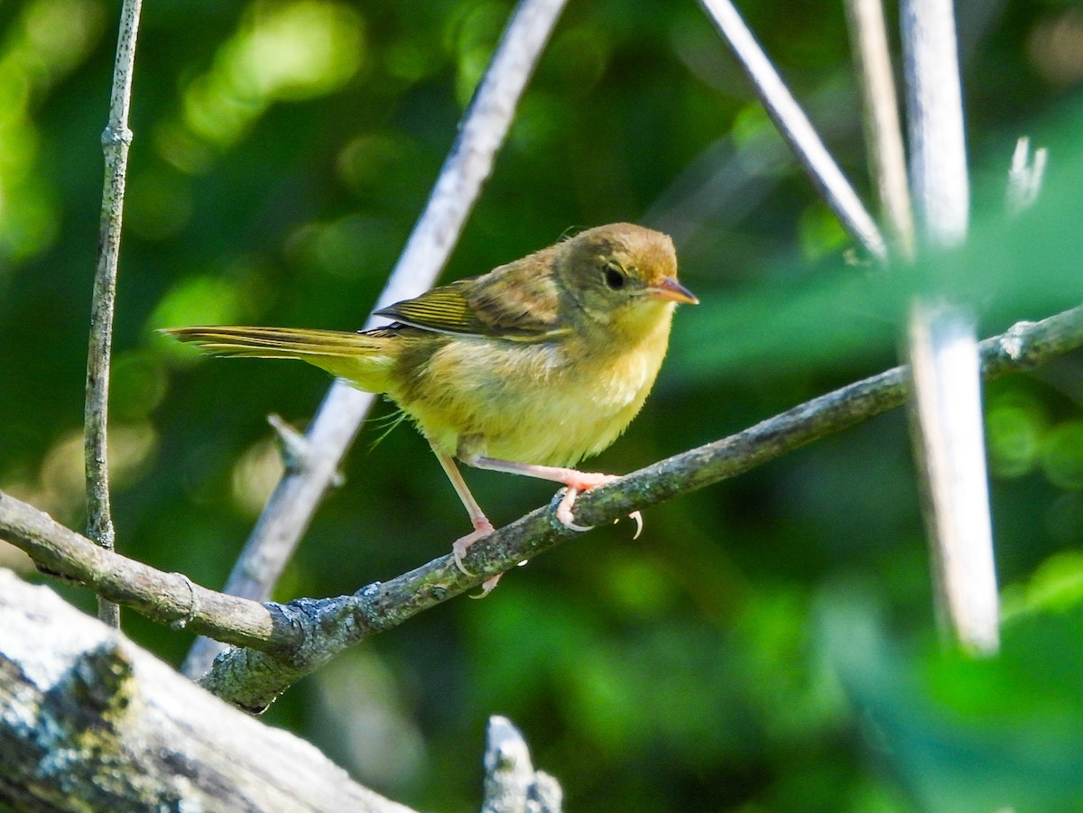 Common Yellowthroat - ML639080009