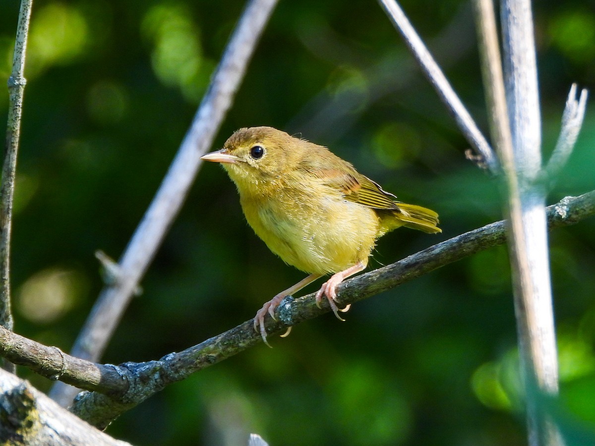 Common Yellowthroat - ML639080010