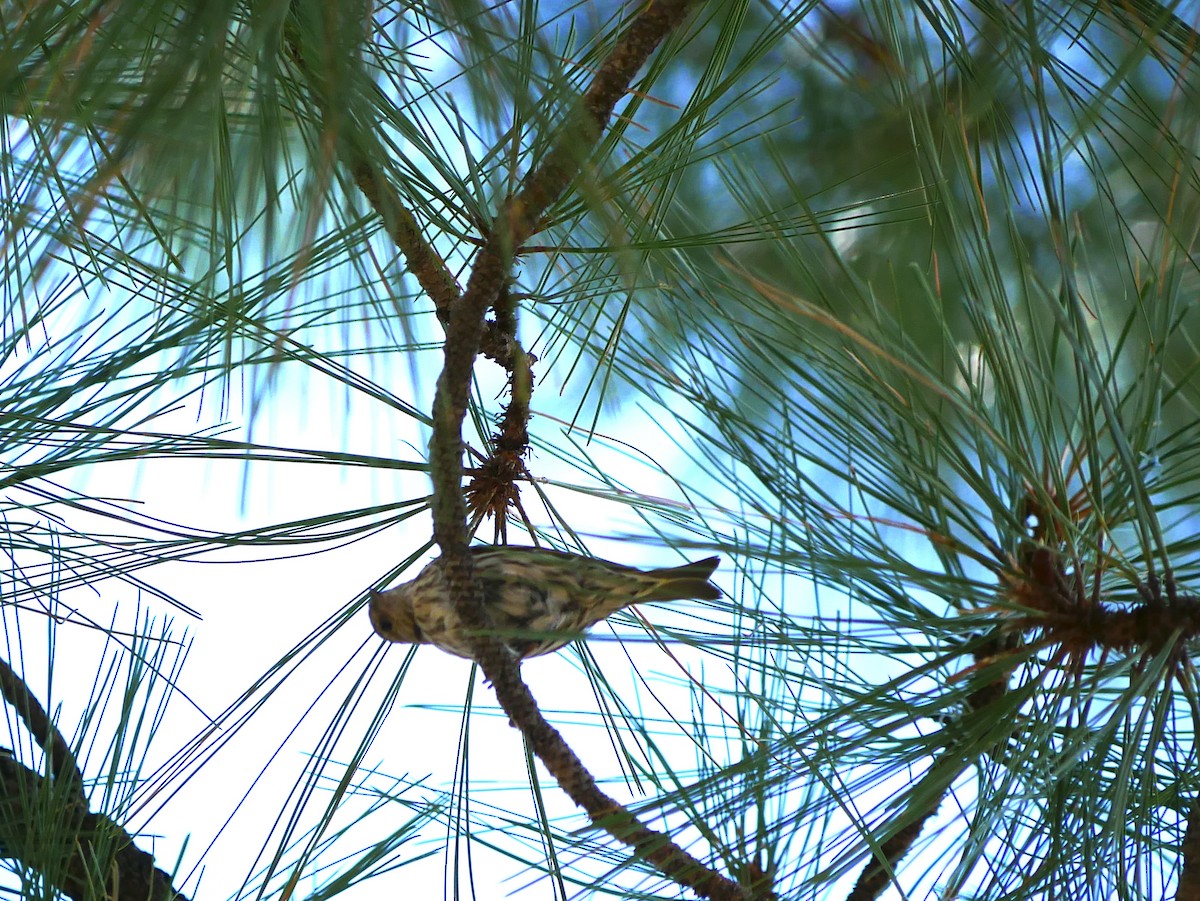 Pine Siskin - ML639080015