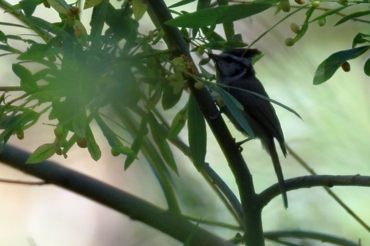 Bridled Titmouse - ML639080018