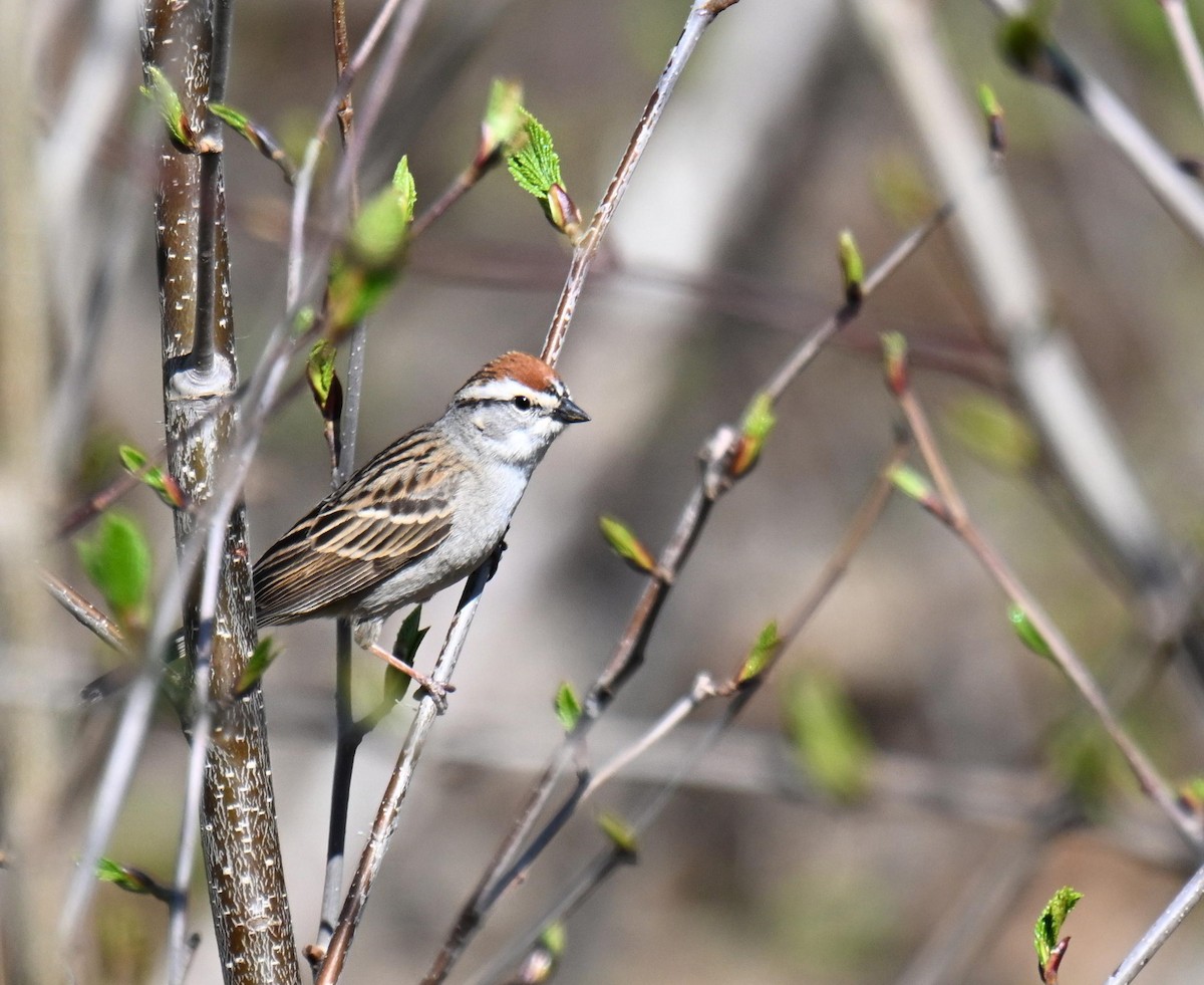 Chipping Sparrow - ML639080023