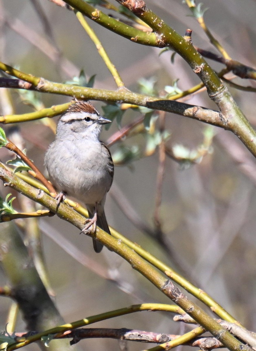 Chipping Sparrow - ML639080024