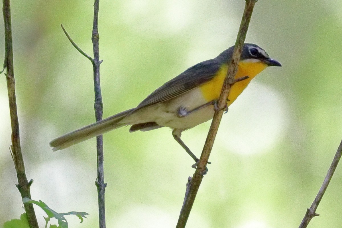 Yellow-breasted Chat - ML639080037
