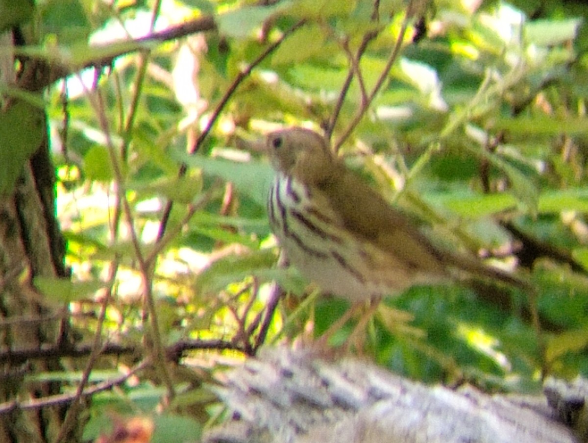 Ovenbird - ML639080041