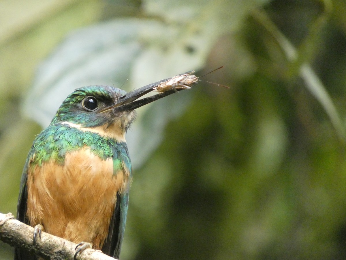 leskovec neotropický - ML639080066