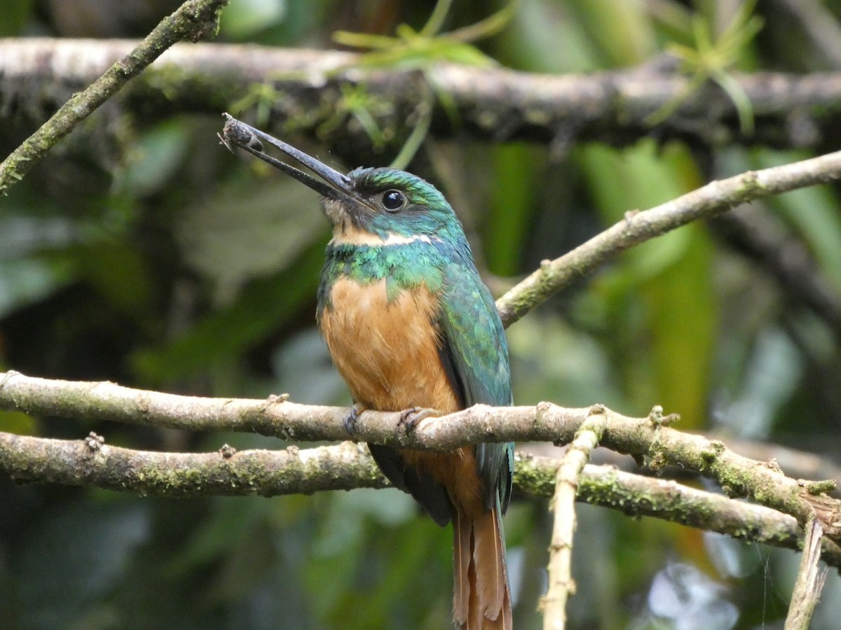 leskovec neotropický - ML639080067