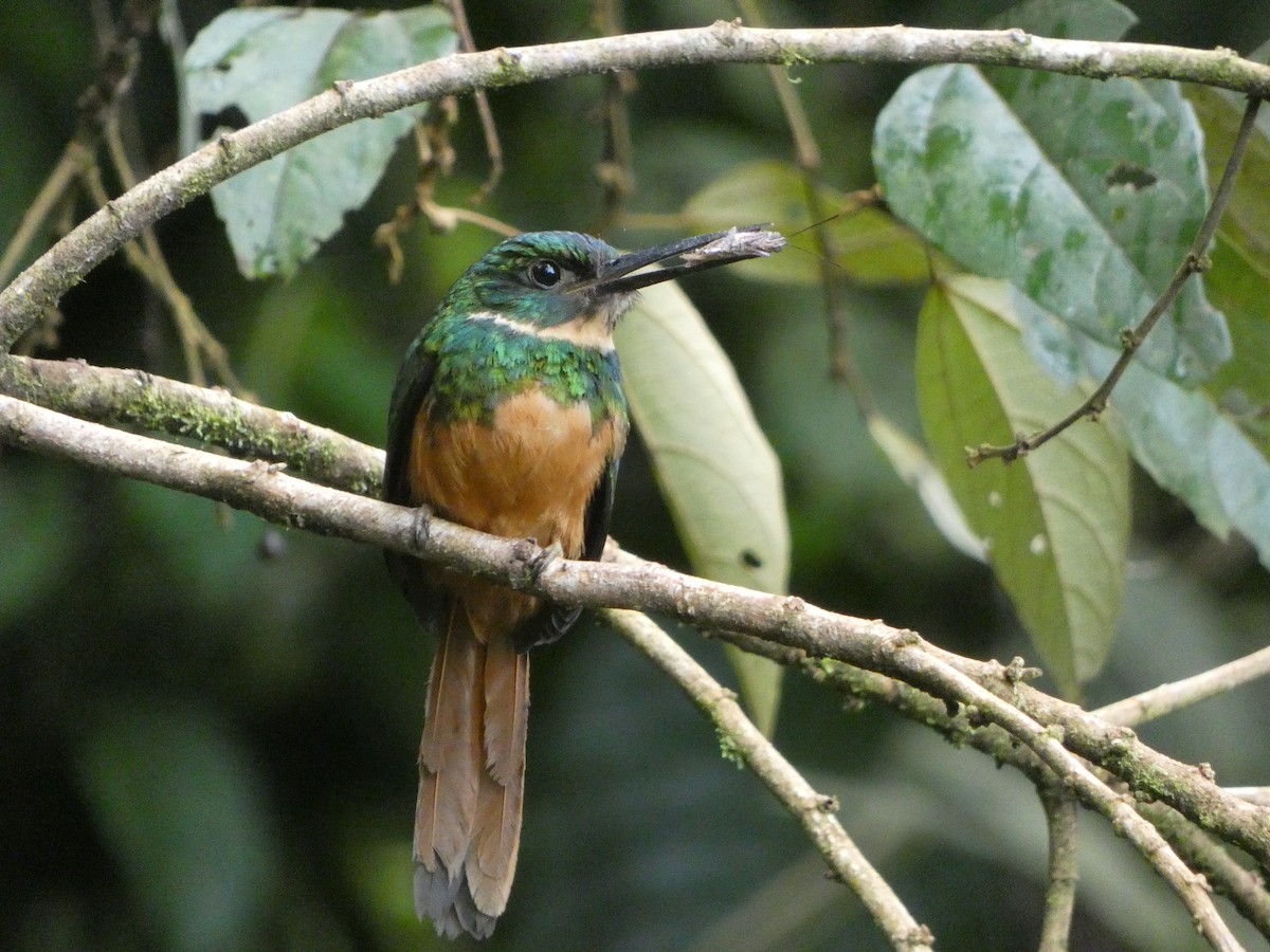 leskovec neotropický - ML639080069