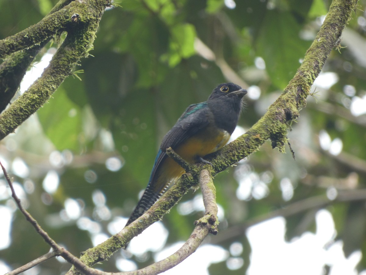 trogon podvazkový - ML639080075