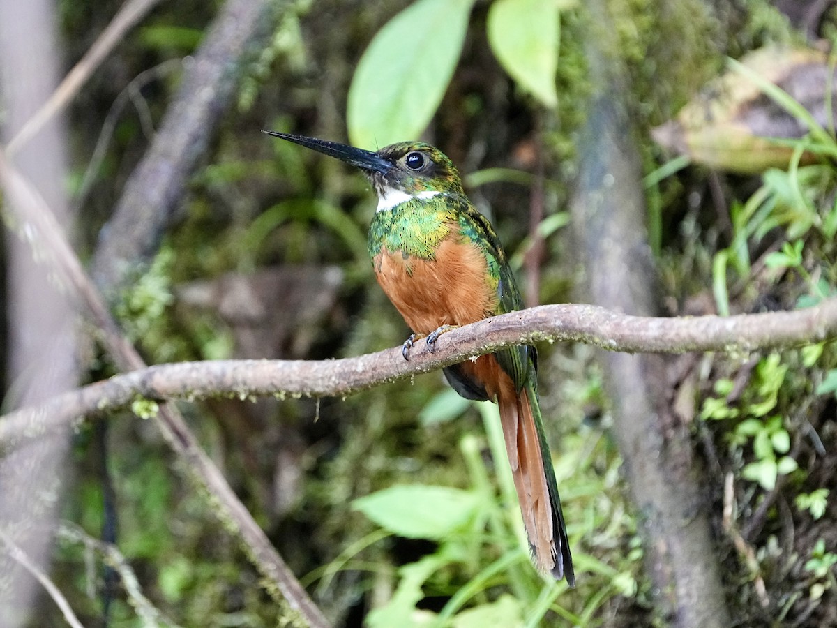 Rufous-tailed Jacamar - ML639080084