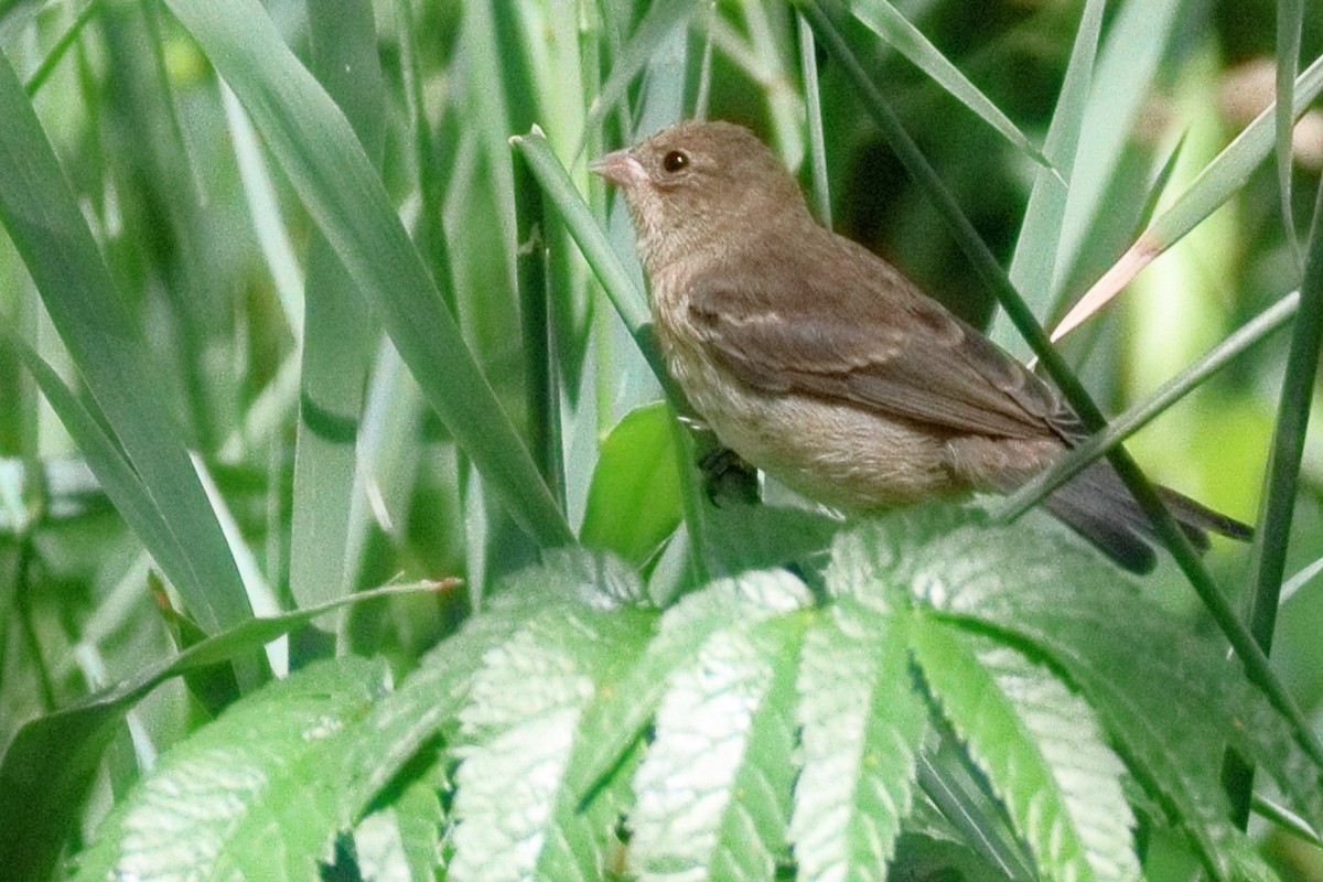 Lazuli Bunting - ML639080087