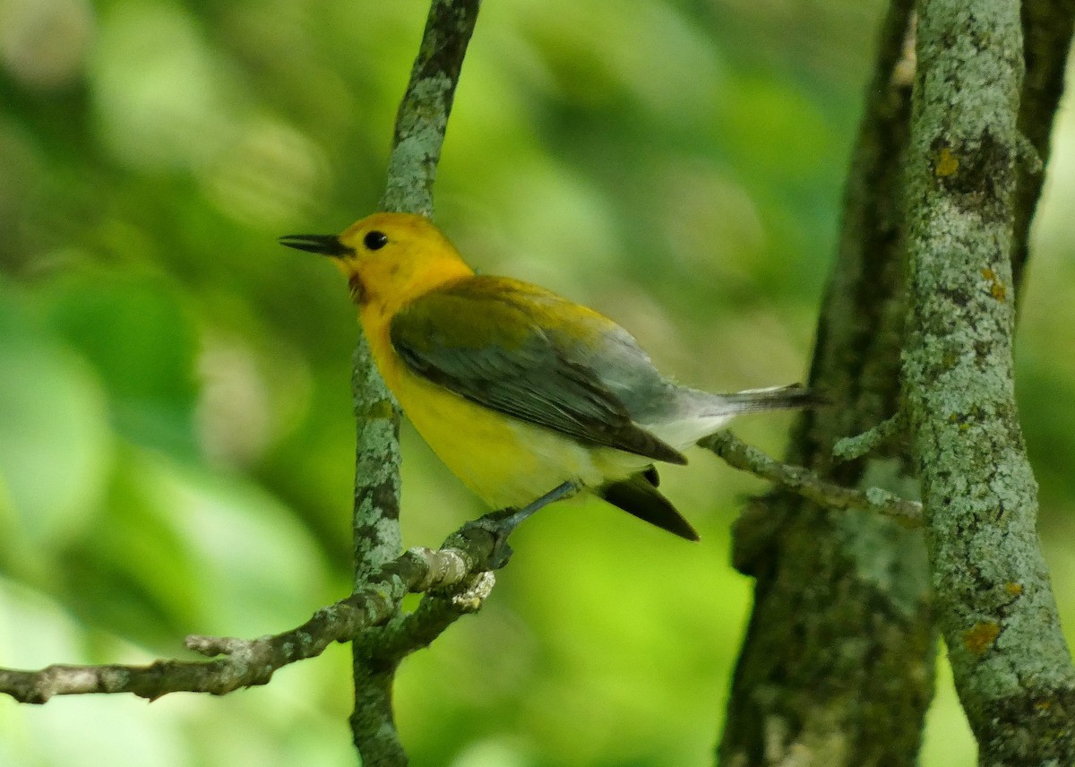 Prothonotary Warbler - ML639080096