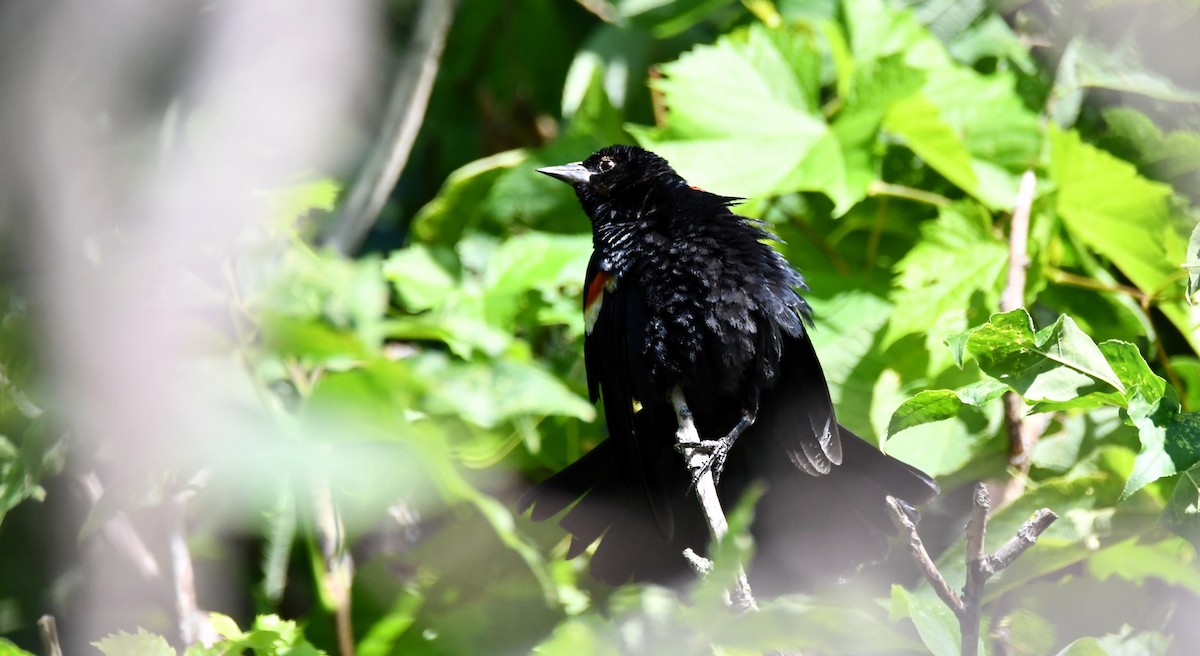 Red-winged Blackbird - ML639080100